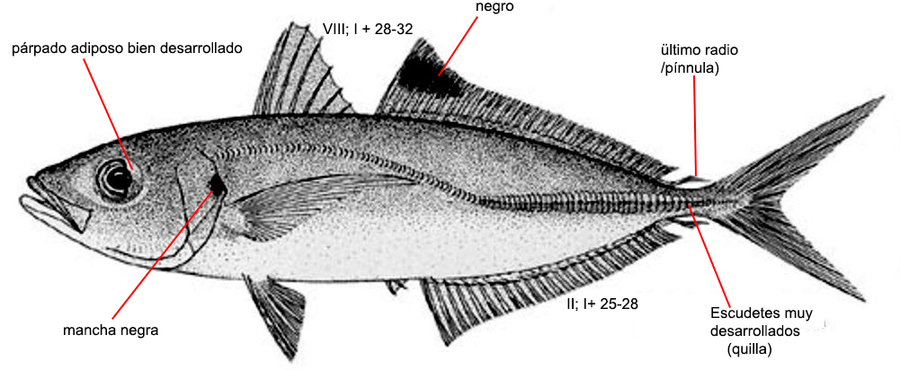 Caranx rhonchus_001.jpg